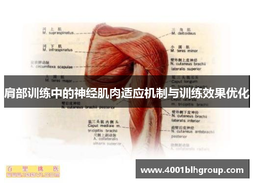 肩部训练中的神经肌肉适应机制与训练效果优化